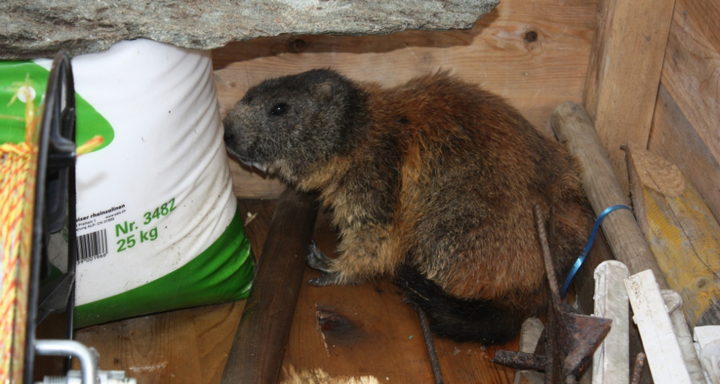 Etappe 2: Ja, was ist das denn da?