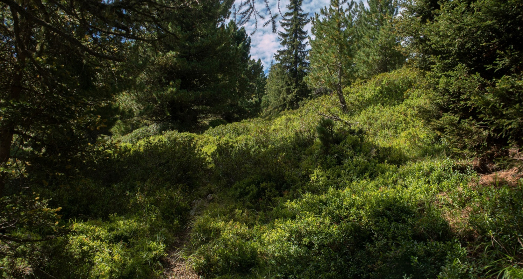 006.05 Alpenpässe-Weg - Ausserferrera – Splügen (oua_58055604_image)