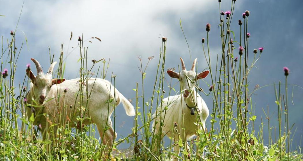 001.06 Alpine Bike Etappe 6 Tiefencastel - Safien Platz