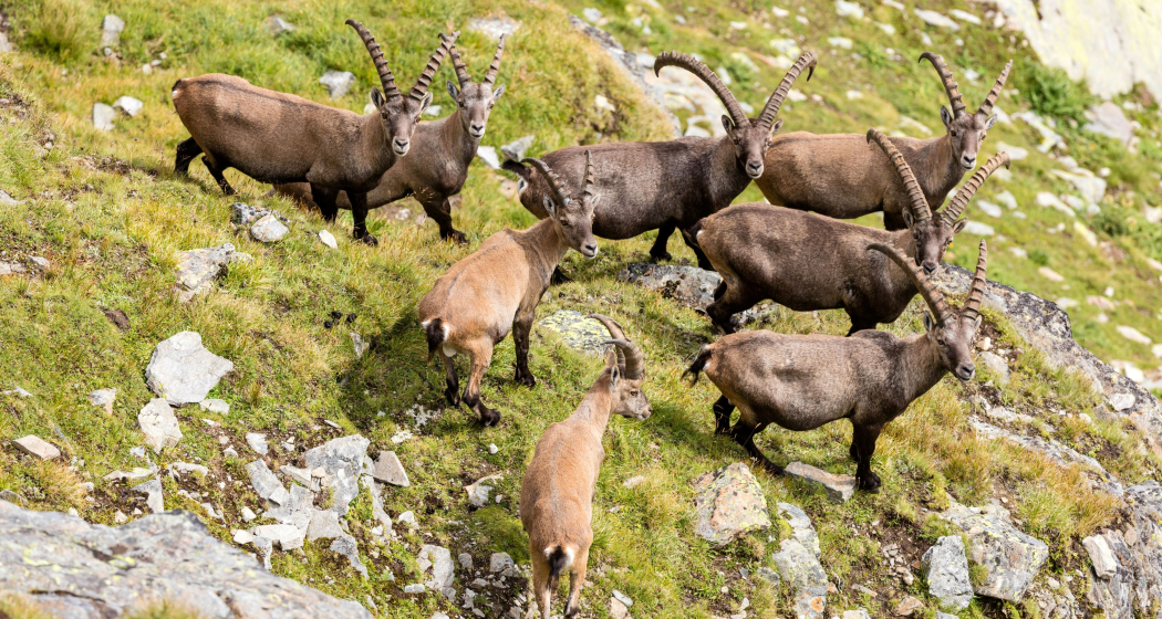 Wildexkursion im Naturpark Beverin (gdl_802711869_image)