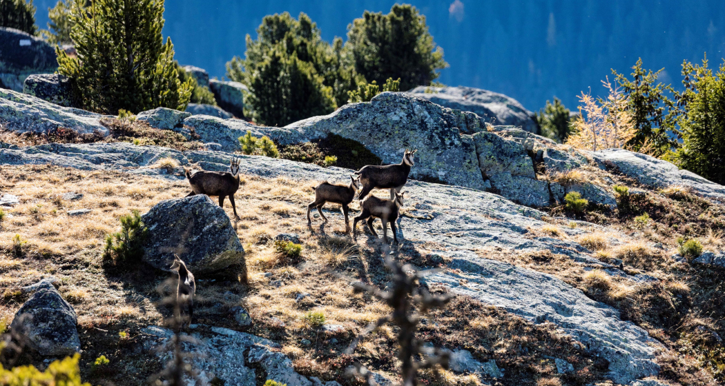 Wildexkursion im Naturpark Beverin (gdl_802711870_image)