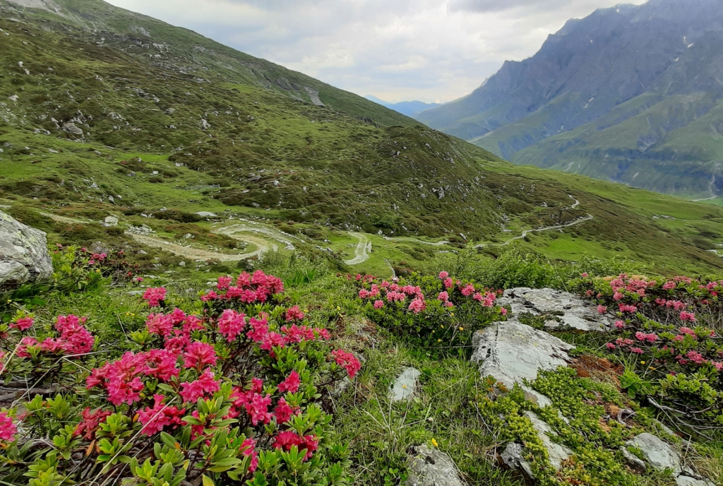 Tomülpass mit Blick ins Safiental