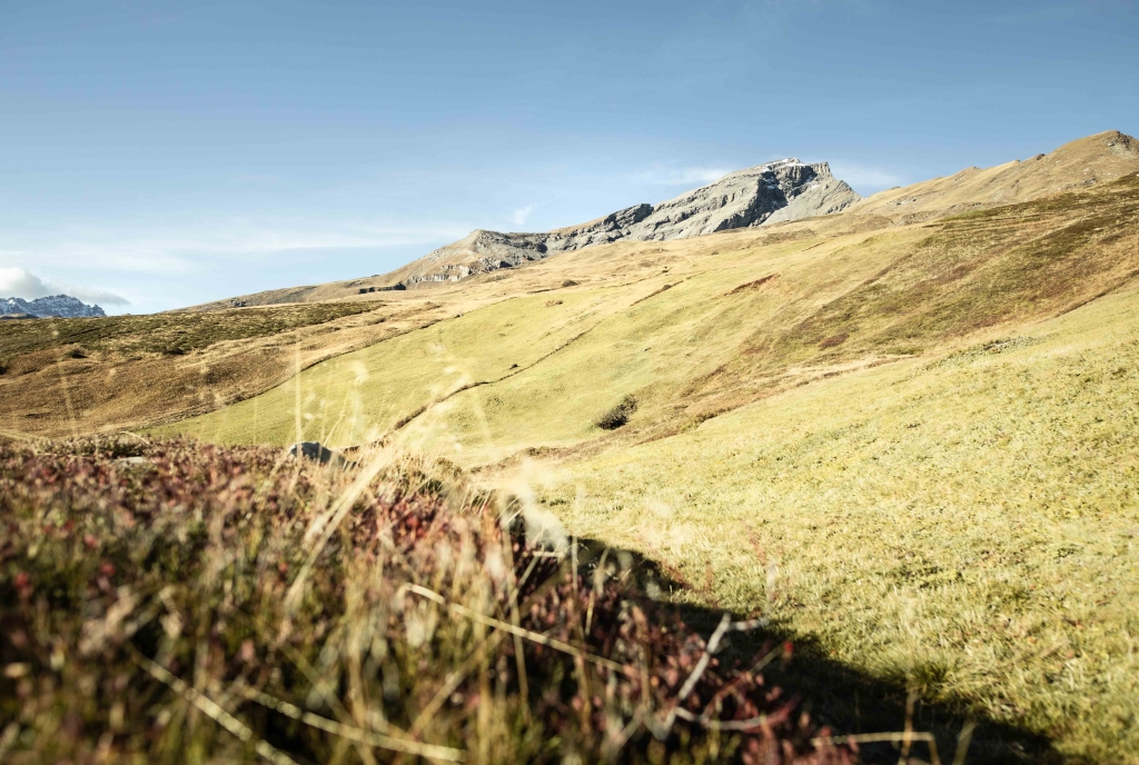 Eine Weidefläche im Herbst mit dem Piz Beverin im Hintergrund