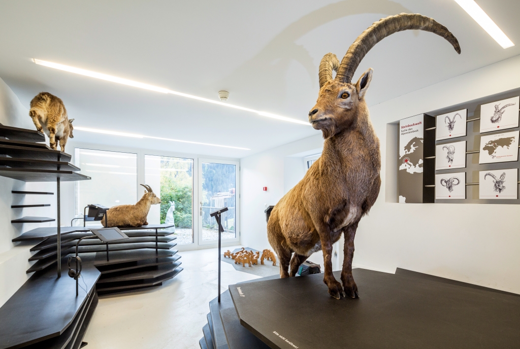 Ein Steinbock in der Capricorn Ausstellung in Wergenstein