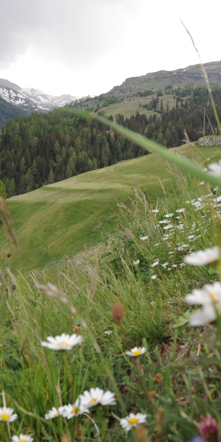 Muntogna da Schons Blumenwiese Muntogna da Schons Blumenwiese