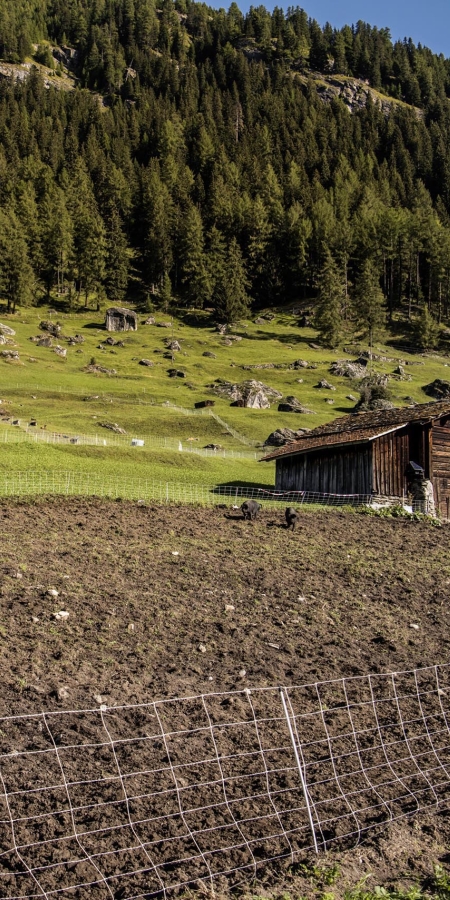 Schwarze Alpenschweine in Sufers