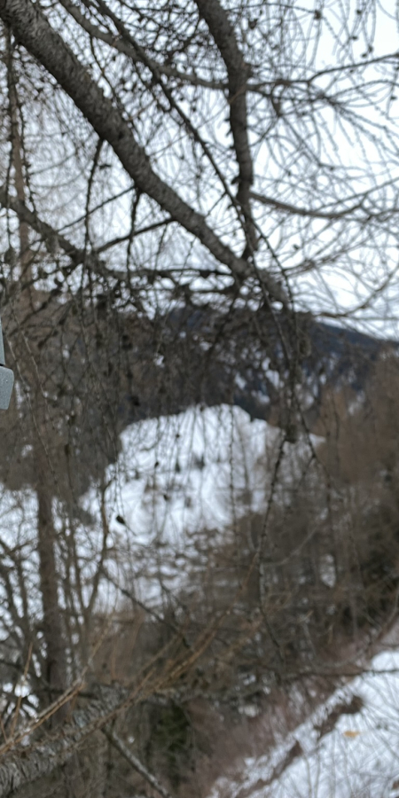 Eine automatische Kamera und ein Informationsschild an einem Baum vor verschneitem Weg.