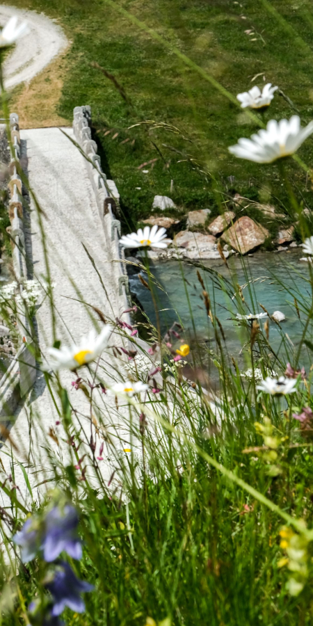 Alte Landbrücke Hinterrhein. Steinbrücke unterhalb einer Blumenwiese.