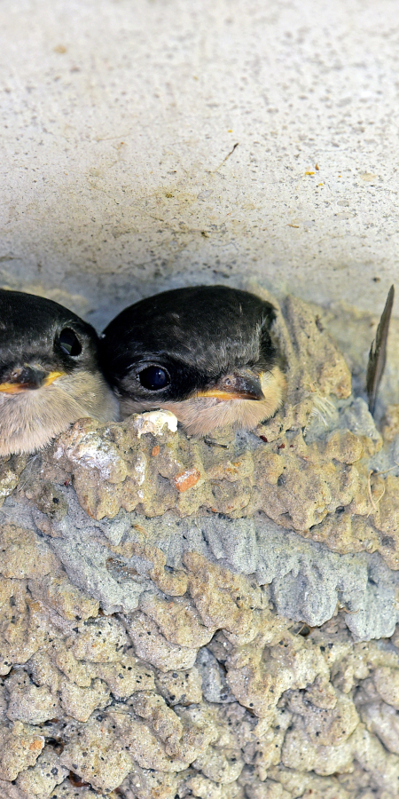 Mehlschwalbe Pixabay