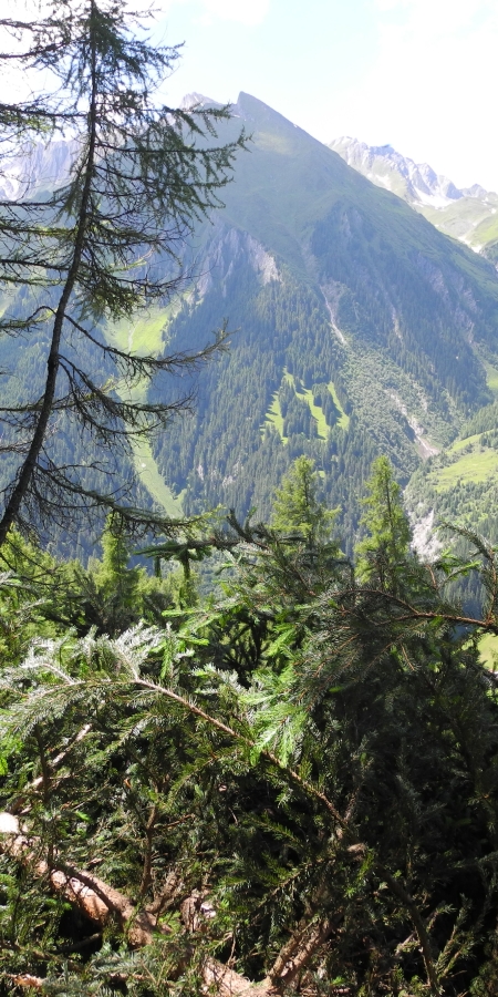 aufwertung_wald_safiental_naturpark_beverin