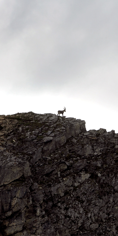 Ein Steinbock in der Ferne