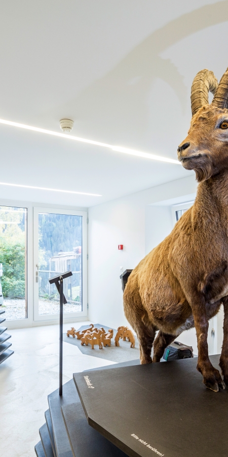 Ein Steinbock in der Capricorn Ausstellung in Wergenstein