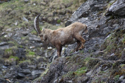 Steinbock im Naturpark Beverin Steinbock im Naturpark Beverin