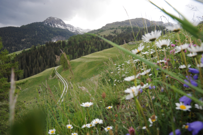 Muntogna da Schons Blumenwiese Muntogna da Schons Blumenwiese