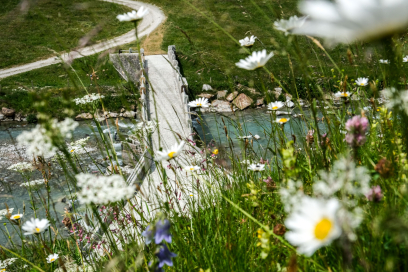 Alte Landbrücke Hinterrhein. Steinbrücke unterhalb einer Blumenwiese.