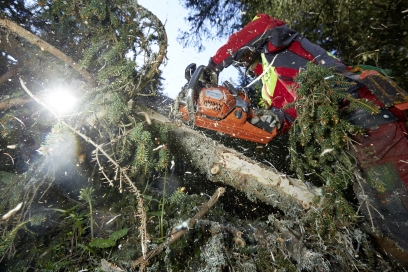 Forst Ferrera Holzernte Fost Ferrera Foto von Demateo