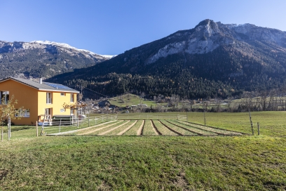 Safranfeld in Donat am Schamserberg (Foto: Hü7)
