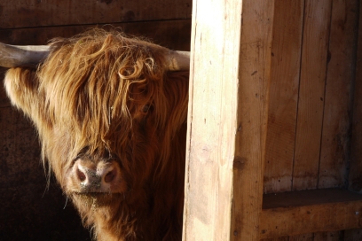 Hochlandrind beim Biohof Buchli Hochlandrind beim Biohof Buchli