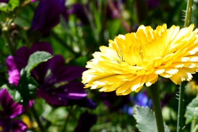 Earvas Wildkäuter Earvas Wildkäuter