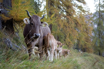 Kälber vom Hof Unterhus Kälber vom Hof Unterhus