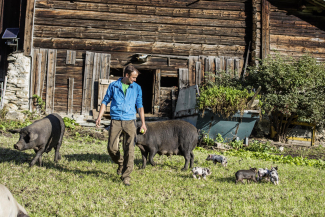 Schwarze Alpenschweine in Sufers Christoph Zeitz aus Sufers mit seinen beiden Zuchtsauen und ihrem Nachwuchs