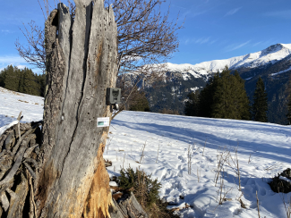 Automatische Kamera nahe einer beliebten Skitouren-Route im Naturpark Beverin. An einem toten Baumstrunk im Schnee ist eine Kamera angemacht.
