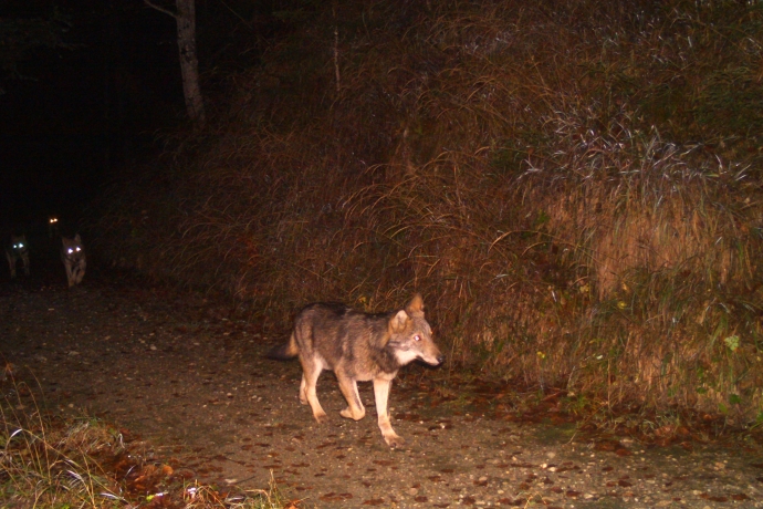 wolf, beverinrudel, grossraubtier, AJF WH Paul Gartmann