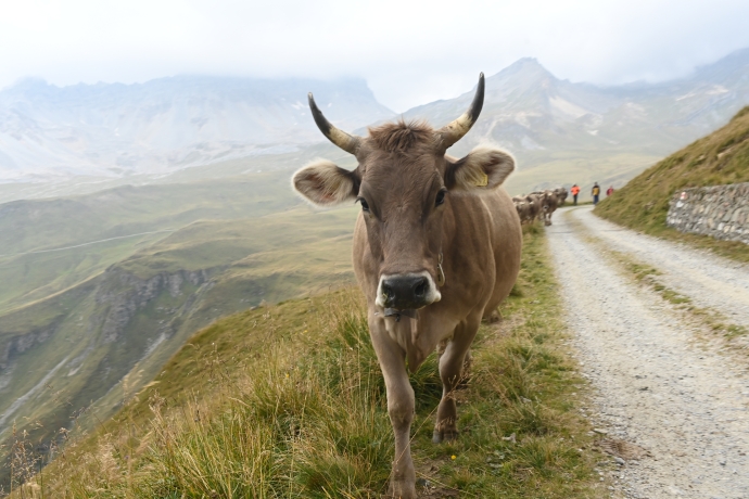 Alpabzug Alp Curtginatsch (2021, NPB)