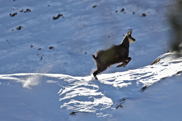 Gams im Schnee Simon Blumer