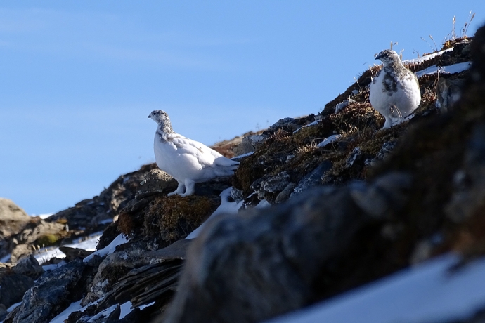 Schneehuhn Piz Fess FM-NPB