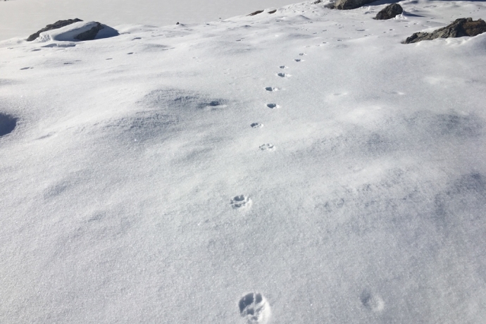 Spur Fährte Schnee Wildtier NPB