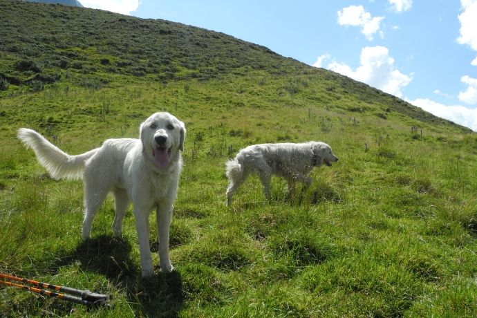 herdenschutz hund alp safiental (c) nicca