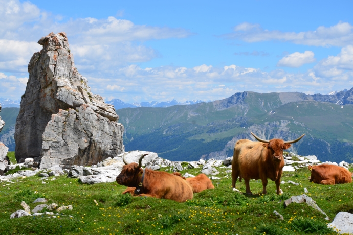 mutterkühe alp anarosa kuh (c) N.Waser