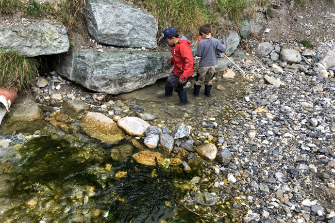 Bachflohkrebs in Sufers