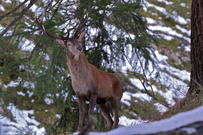 Hirsche finden im Winter im Wald Schutz, Nahrung und Ruhe. Ein Hirsch im unter einer verschneiten Tanne.