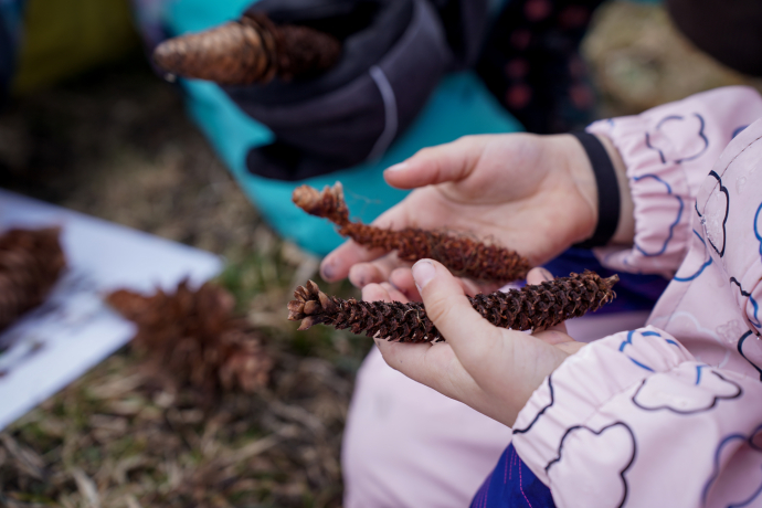 Tier Frass-Spuren Tannzapfen Kindernachmittag