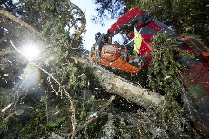 einheimisches Holz aus dem Wald von Ferrera (© Demateo) einheimisches Holz aus dem Wald von Ferrera (© Demateo)