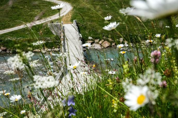 Steinbrücke unterhalb einer Blumenwiese.