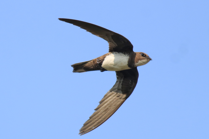 alpensegler (c) wikipedia commons