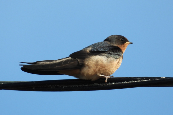 rauchschwalbe (c) wikipedia commons