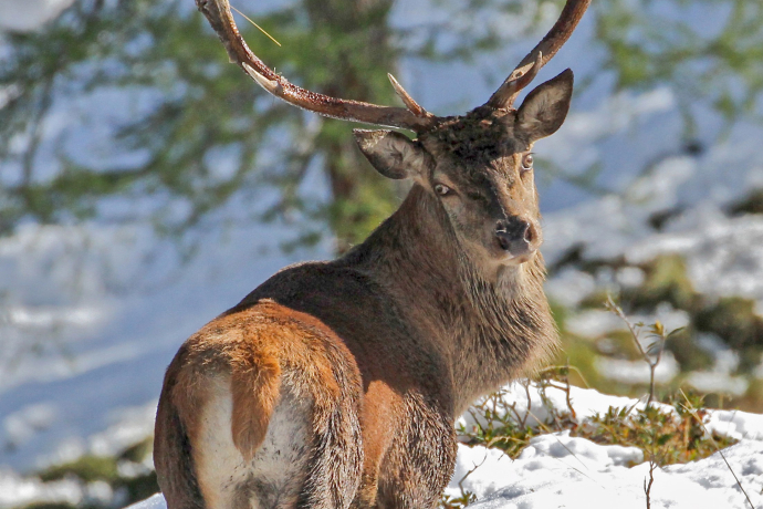 Rothirsch Winter Schnee Wildtier (c) Simon Blumer