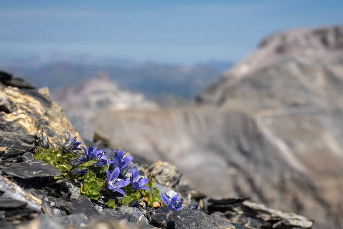 Flora Raetica Blume Campanula_cenisia (4)_Michael_Zehnder