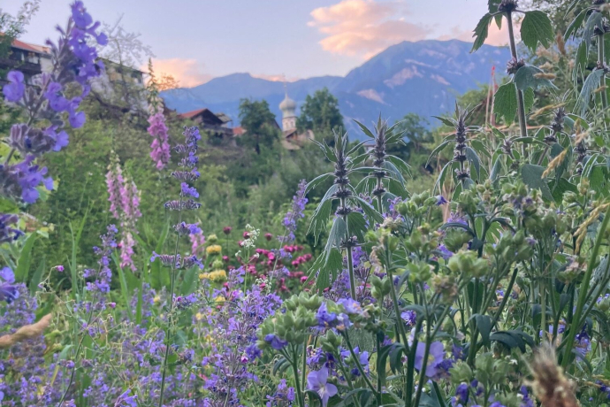 Nollagarten Lila_Kraeuterbild (c) Karin Roth