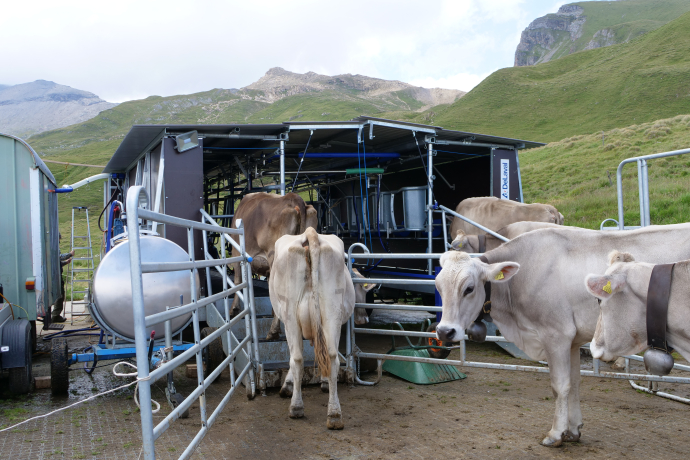 Melkstand der Alp Curtginatsch