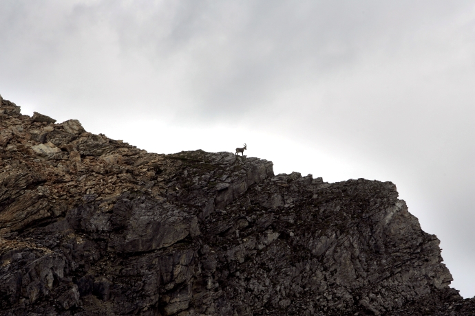 Ein Steinbock in der Ferne