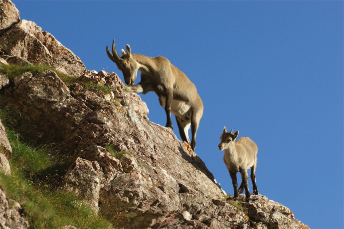 Zwei Steinböcke auf der Via Capricorn