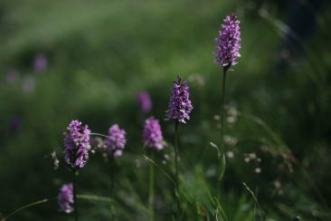 Orchideen Blumen Jana Figliuolo