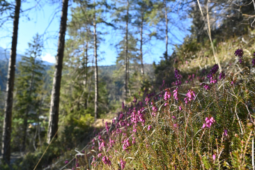 Erika Föhrenwald Valendas (© Naturpark Beverin)