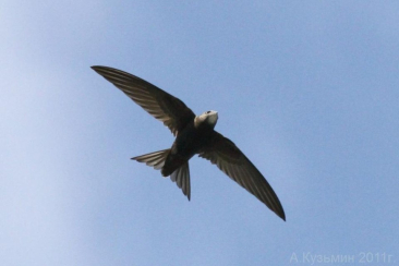 Mauersegler (c) wikipedia commons