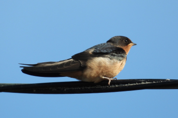 rauchschwalbe (c) wikipedia commons